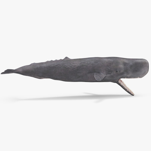 Sperm Whale Basic Pose 3D