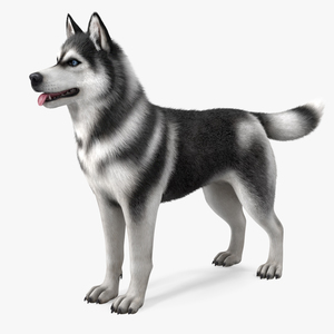 Siberian Husky Black and White Fur 3D model