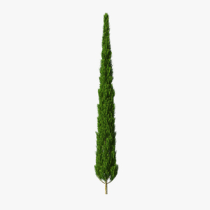 Realistic Cypress Tree 3D