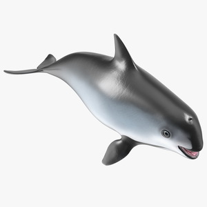 Marine Mammal Vaquita Basic Pose 3D