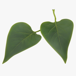 3D model Leaf 2