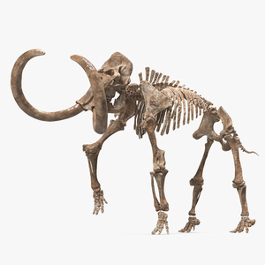 Mammoth Skeleton Old Bones Walking Pose 3D model