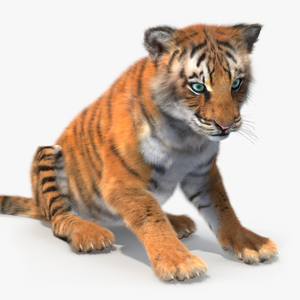 3D Tiger Cub Sitting Fur