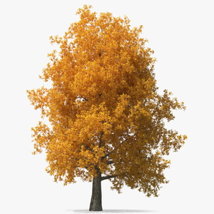 3D Autumn Poplar Tree model