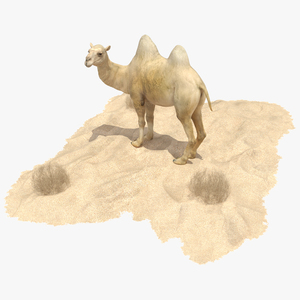 Bactrian Camel on Desert Sand 3D model