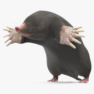 3D Mole Animal