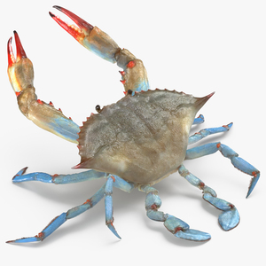 3D model Atlantic Blue Crab Rigged