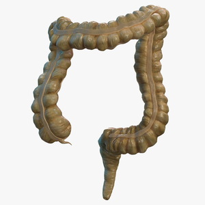 3D Human Colon