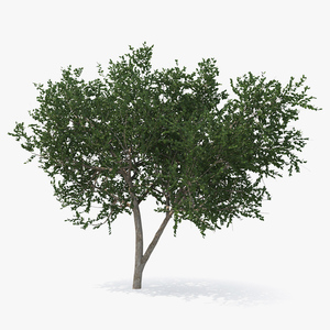 3D model Small Evergreen Tree