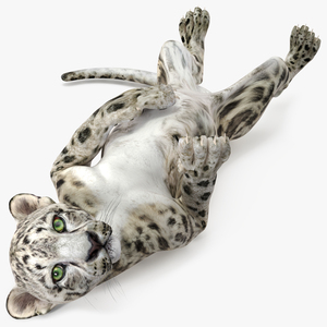 3D Snow Leopard Cub in Lying Playful Pose model