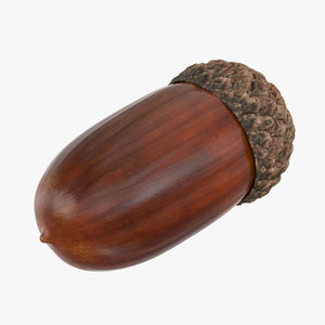 Single Acorn 3D