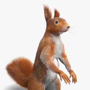 3D Red Squirrel in Standing Pose Fur model