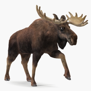 Walking Moose Fur 3D