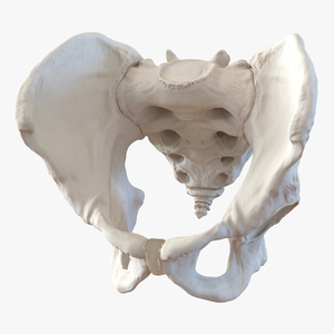 3D model Male Pelvis Skeleton