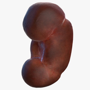 Human Kidney 3D