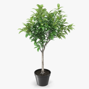 Small Tree In A Pot 3D model