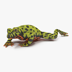 Fire Bellied Toad Frog Pose 3 3D model