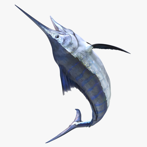 3D Blue Marlin Rigged model