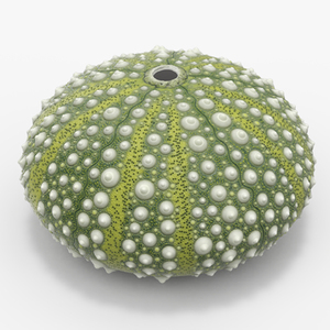 Scottish Sea Urchin Seashell Green 3D model