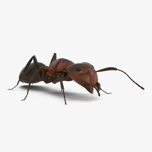 Red Ant Pose 3 3D model