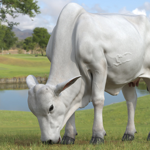 Ongole Cattle Female Eating 3D