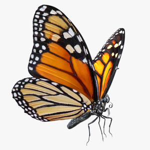 Monarch Butterfly Rigged 3D model