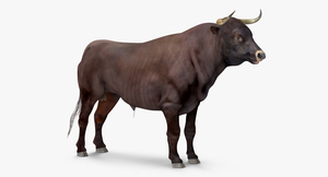 3D Bull Rigged