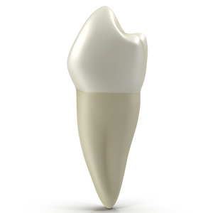 3D model Bicuspid