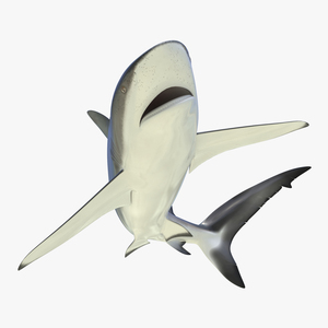 3D Dusky Shark Rigged model