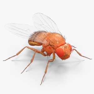 3D Fruit Fly Fur model