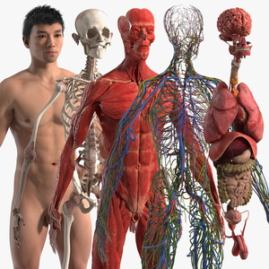 Realistic Skin Asian Man with Full Body Anatomy 3D