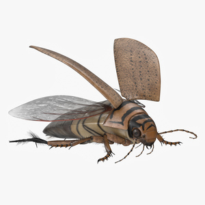 3D Hygrobia Beetle Beige Realistic Flying model