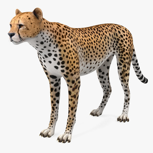 Cheetah 3D model