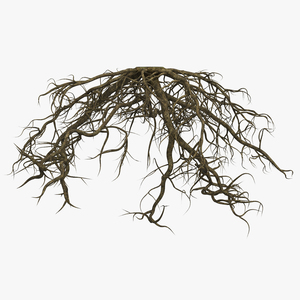 Roots of Oak 3D