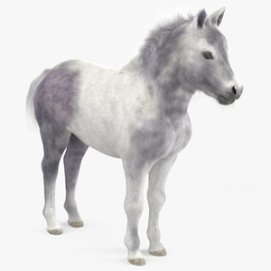 3D Shetland Pony White Fur model