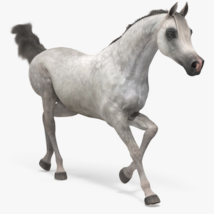 3D model Galloping Arabian Horse Gray Dappled Fur