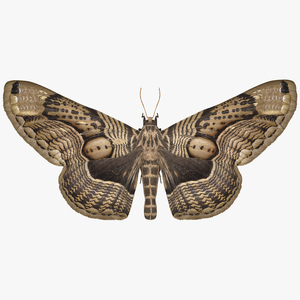 3D Animated Owl Moth Flight Rigged