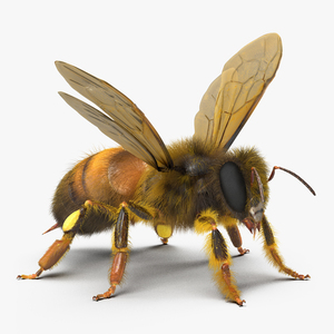 3D model Bee Rigged