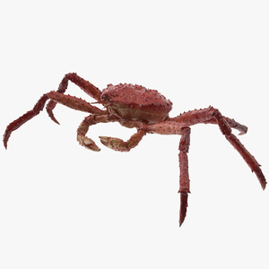 3D model Alaskan King Crab Walking Pose