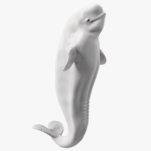 3D model Beluga Whale Young Performance Pose