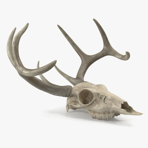 3D Deer Skull with Antlers model