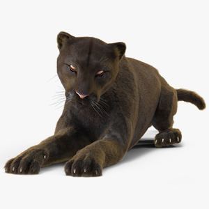 3D Black Panther Lying Down Fur model