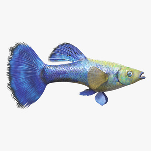 3D Guppy Fish Blue Diamond model