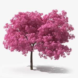 Pink Lapacho Tree 3D