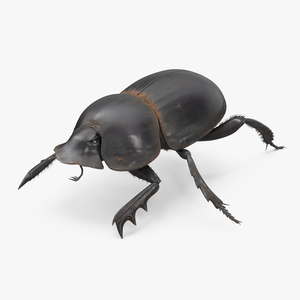 Dung Beetle Crawling Dirt Fur 3D model