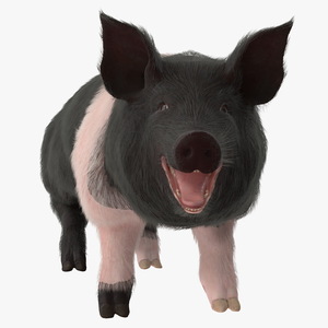 3D Hampshire Pig Sow with Fur Rigged model