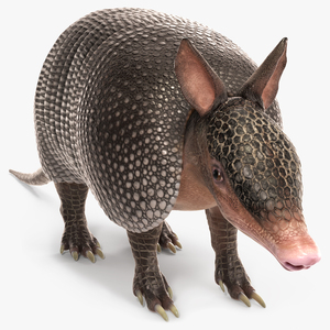 3D model Armadillo Black