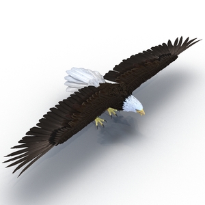 3D model Bald Eagle