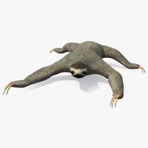 Sloth Crawls 3D