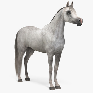 3D model Arabian Horse Gray Dappled Fur